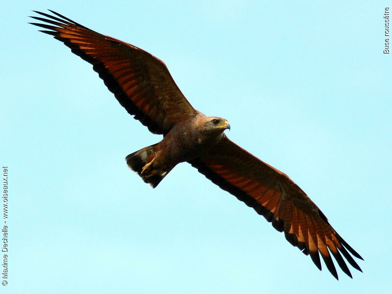Savanna Hawk, Flight