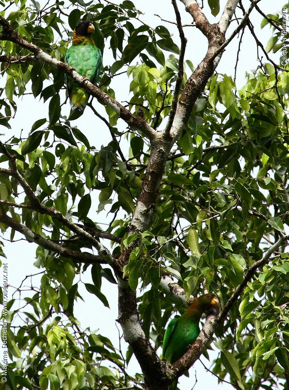 Caica Parrot, identification