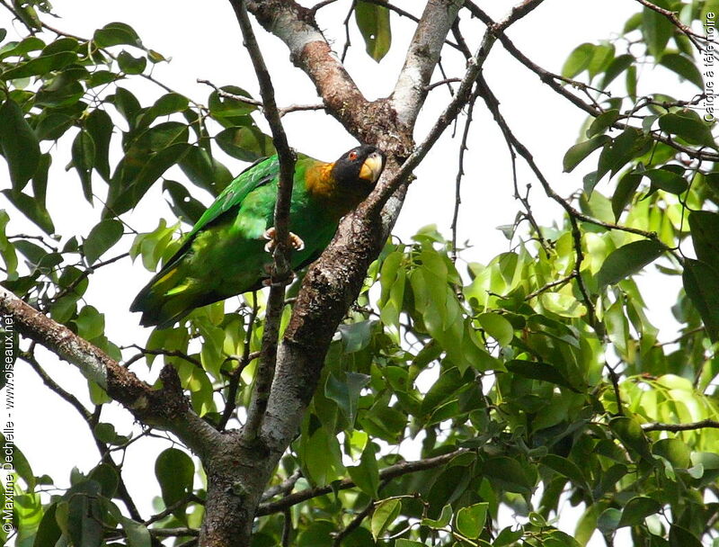 Caica Parrot, identification