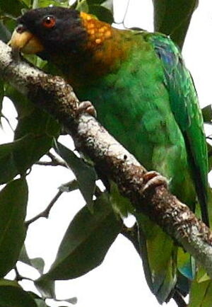 Caica Parrot