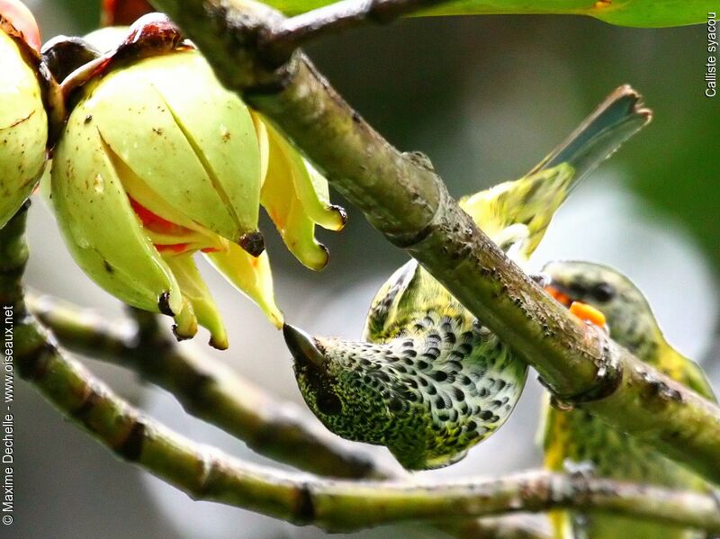 Spotted Tanager adult, feeding habits, Behaviour