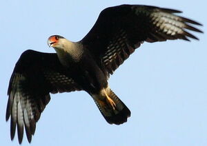 Northern Crested Caracara