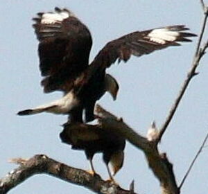 Southern Crested Caracara