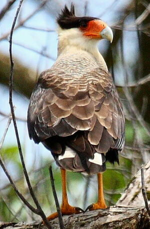 Southern Crested Caracara