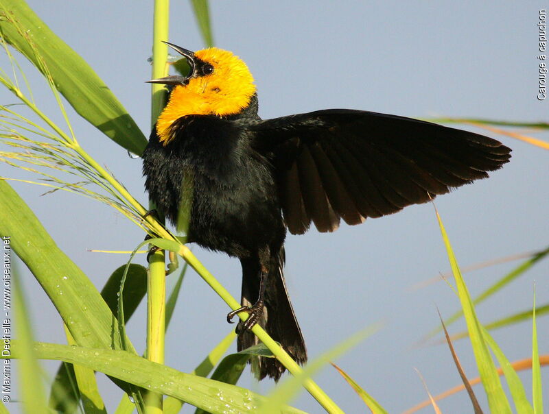 Yellow-hooded Blackbird male adult, song, Behaviour
