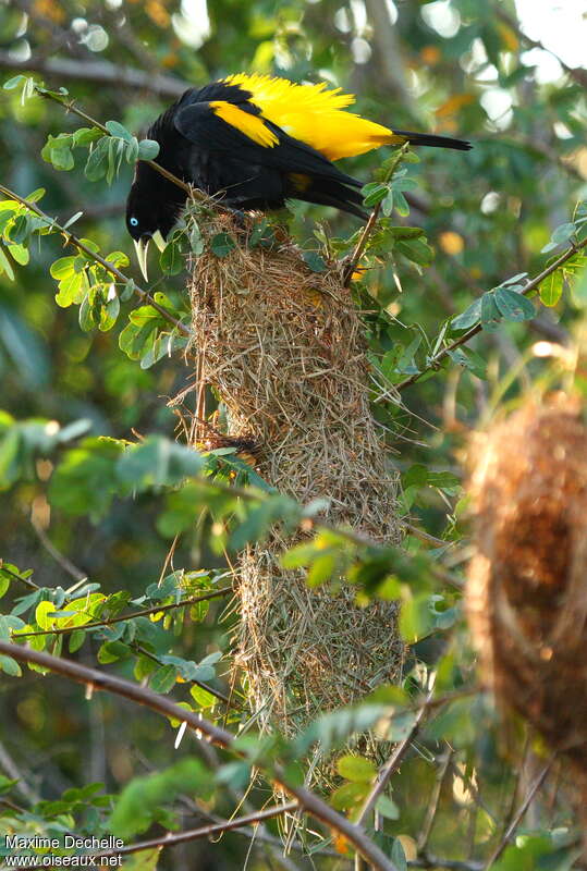 Yellow-rumped Caciqueadult, Reproduction-nesting, song, Behaviour