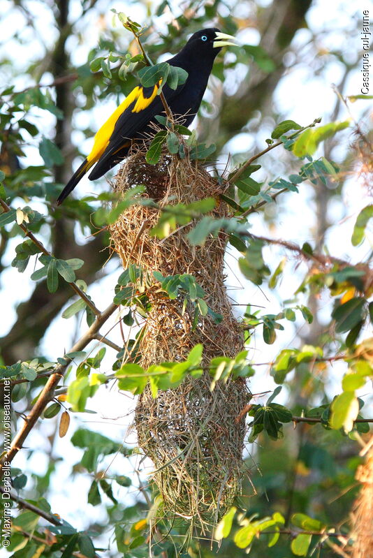 Yellow-rumped Caciqueadult, identification, Reproduction-nesting