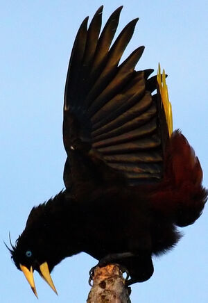 Crested Oropendola