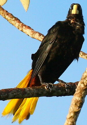 Crested Oropendola
