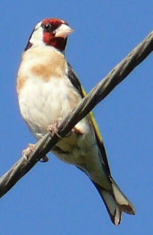 Chardonneret élégant
