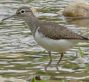Common Sandpiper 
&copy; Maxime Dechelle