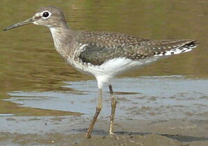 Solitary Sandpiper