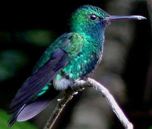 Colibri à menton bleu