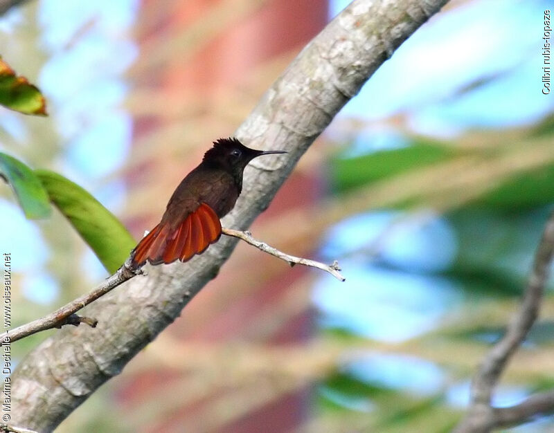 Colibri rubis-topaze mâle adulte