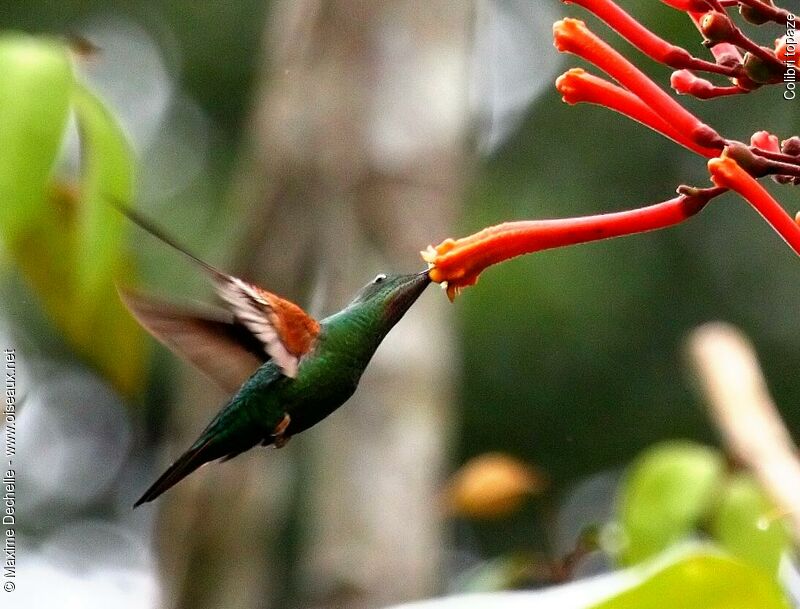 Crimson Topaz female adult, identification, Flight, feeding habits