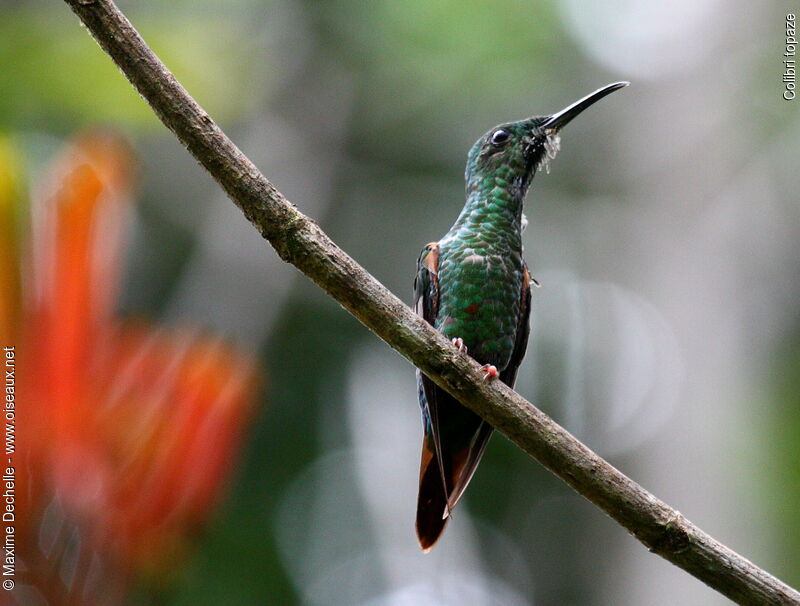 Colibri topaze mâle immature