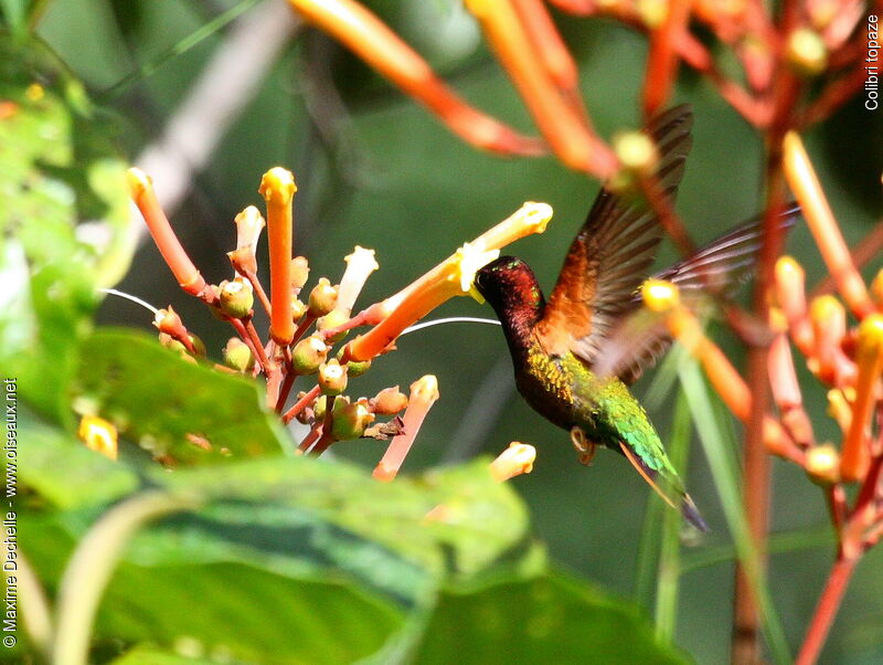Crimson Topaz male, identification, Flight, feeding habits