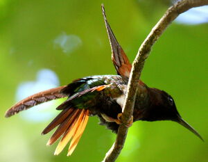 Colibri topaze