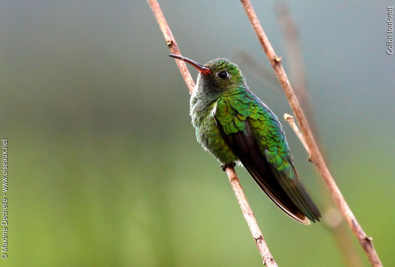 Green-tailed Goldenthroat, identification