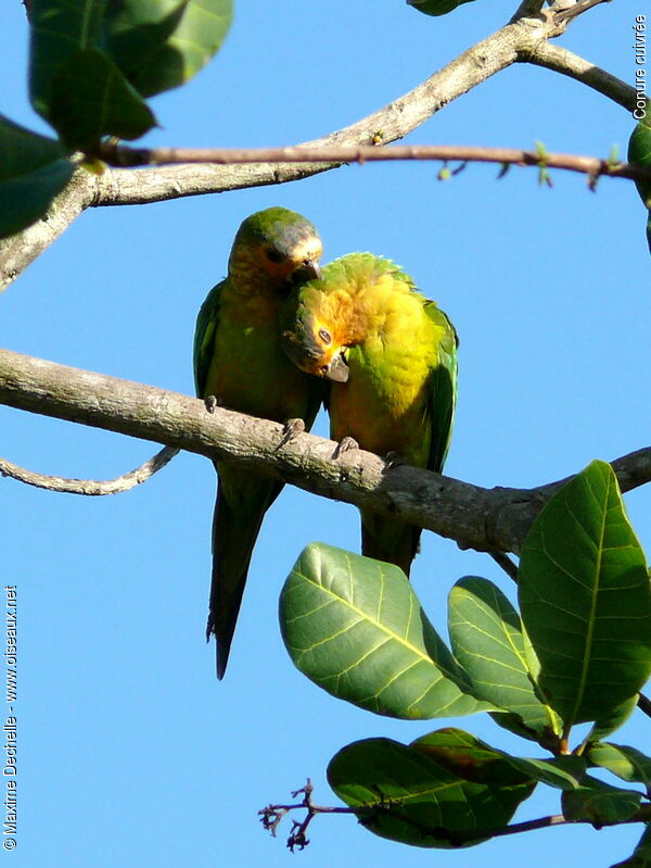 Brown-throated Parakeet adult