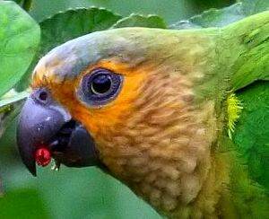 Conure cuivr�e