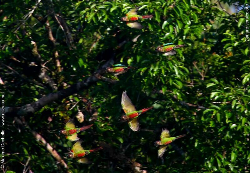 Painted Parakeet, Flight, Behaviour