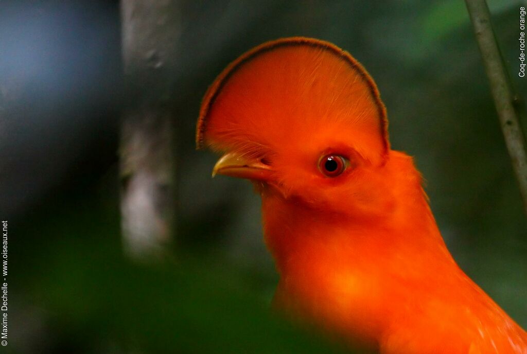 Guianan Cock-of-the-rock male adult breeding, identification