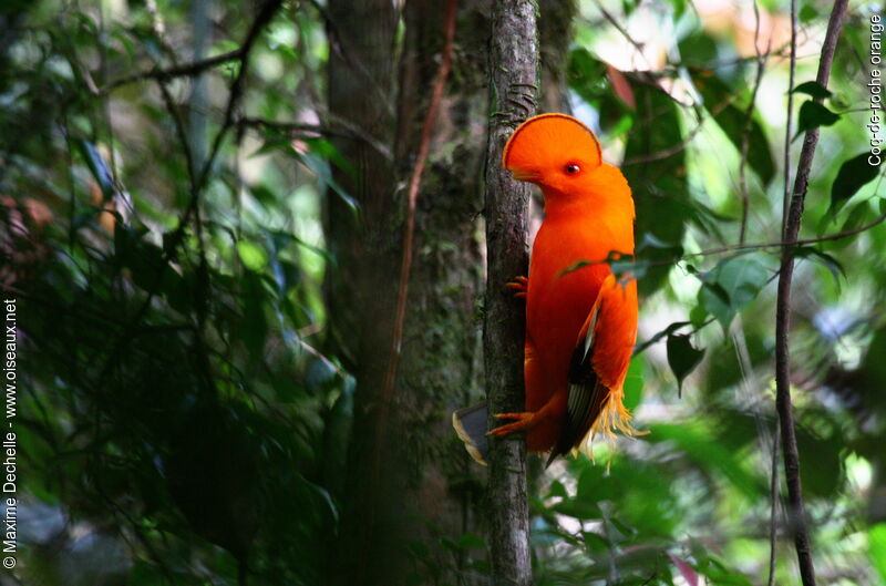 Coq-de-roche orange mâle adulte nuptial, identification