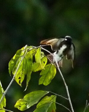Dusky Purpletuft