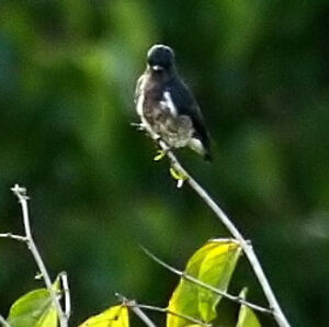Dusky Purpletuft