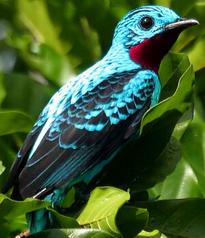 Cotinga de Cayenne