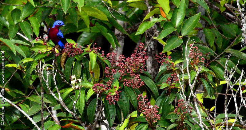 Purple-breasted Cotinga male adult, identification, feeding habits