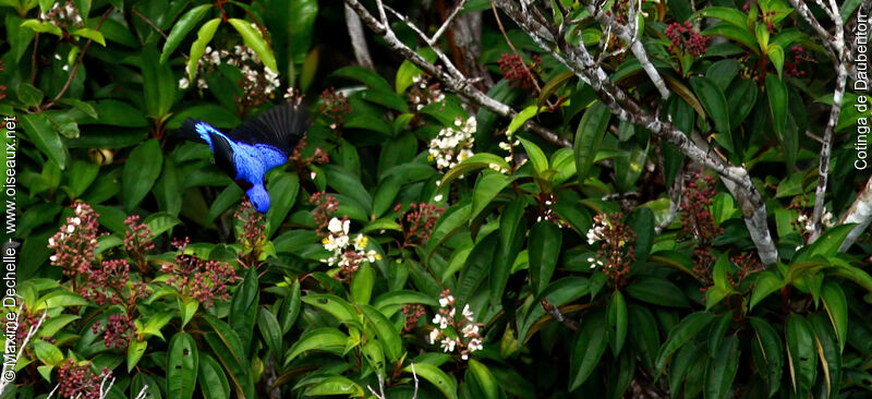 Purple-breasted Cotinga male adult, identification, Flight, feeding habits