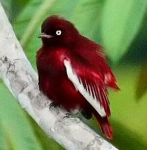 Cotinga pompadour