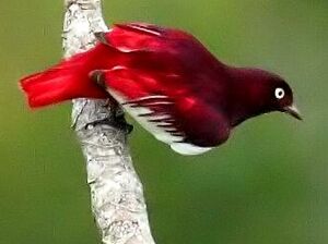 Cotinga pompadour
