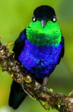 Fork-tailed Woodnymph