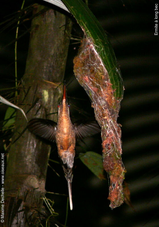 Great-billed Hermit, Flight, Reproduction-nesting