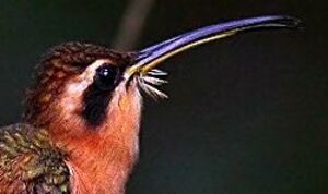 Reddish Hermit