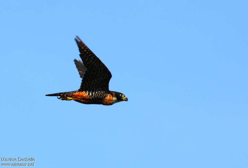 Orange-breasted Falcon, Flight