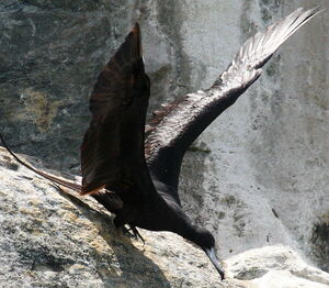 Magnificent Frigatebird 
&copy; Maxime Dechelle
