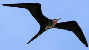 Magnificent Frigatebird 
&copy; Maxime Dechelle