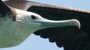 Magnificent Frigatebird 
&copy; Maxime Dechelle