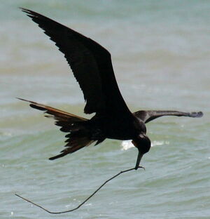 Magnificent Frigatebird 
&copy; Maxime Dechelle
