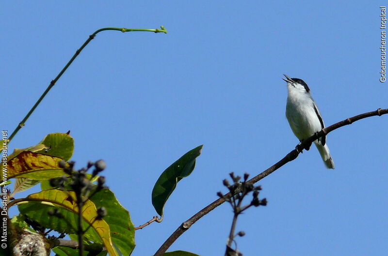 Tropical Gnatcatcher male adult, song