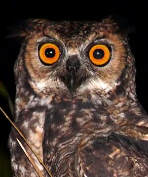 Great Horned Owl