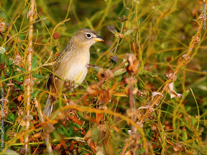 Wedge-tailed Grass Finchadult