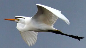 Grande Aigrette