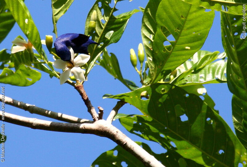 Purple Honeycreeper male adult, feeding habits