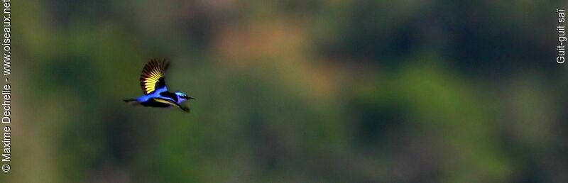 Red-legged Honeycreeper male adult, Flight