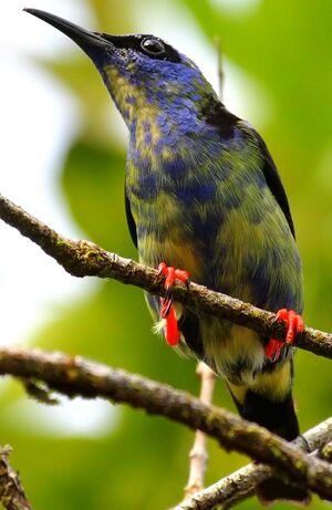 Red-legged Honeycreeper